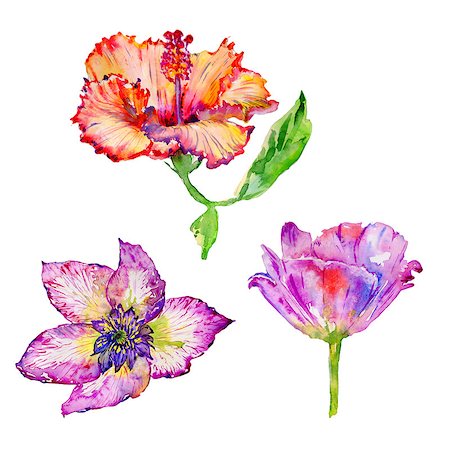 Wildflower hibiscus flower in a watercolor style isolated. Aquarelle wild flower for background, texture, wrapper pattern, frame or border. Photographie de stock - Aubaine LD & Abonnement, Code: 400-09010622