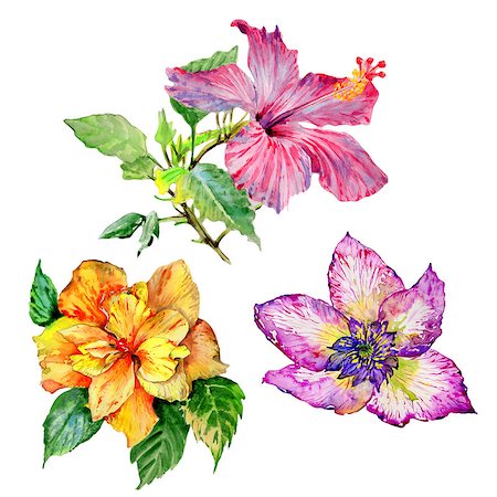 Wildflower hibiscus flower in a watercolor style isolated. Aquarelle wild flower for background, texture, wrapper pattern, frame or border. Photographie de stock - Aubaine LD & Abonnement, Code: 400-09010623