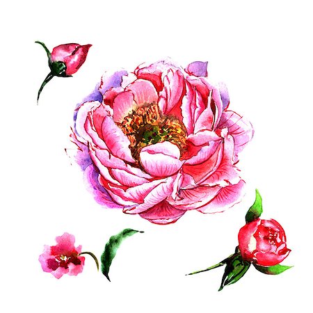 Wildflower peony flower in a watercolor style isolated. Aquarelle wild flower for background, texture, wrapper pattern, frame or border. Photographie de stock - Aubaine LD & Abonnement, Code: 400-09010783