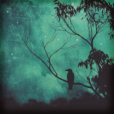 raven - Moody silhouette of a black songbird perched in a tree against a starlit evening sky. Grunge textured photo. Stock Photo - Budget Royalty-Free & Subscription, Code: 400-09011030