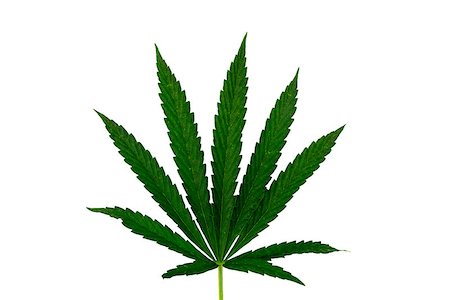 simsearch:400-05079986,k - Green cannabis leaf isolated on white background Foto de stock - Super Valor sin royalties y Suscripción, Código: 400-09011104