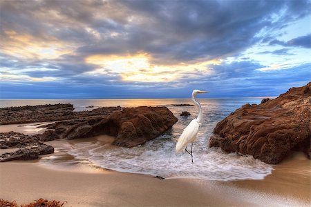 Sunset over the rocks at Pearl Street Beach with a great egret, Ardea alba, in Laguna Beach, California, USA Photographie de stock - Aubaine LD & Abonnement, Code: 400-09011482