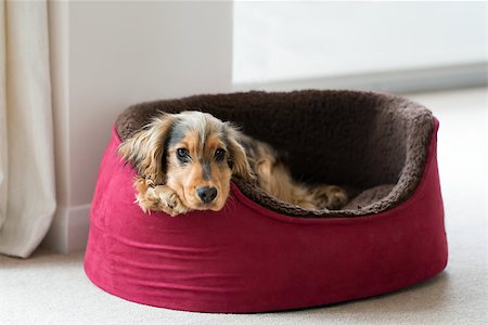 sablé - Eight-month-old English Show Cocker Spaniel puppy, lying in dog bed with head and paws over side. Looking straight at camera. Stock Photo - Budget Royalty-Free & Subscription, Code: 400-09011516