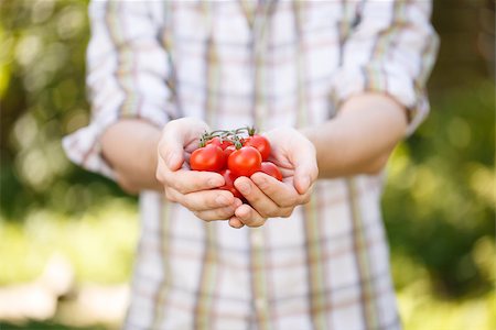 Photo of young agronomist in plaid shirt with cherry tomatoes in hands Stock Photo - Budget Royalty-Free & Subscription, Code: 400-09011567