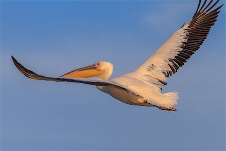 pelecanus - white pelican (pelecanus onocrotalus) in flight. Danube Delta, Romania Stock Photo - Budget Royalty-Free & Subscription, Code: 400-09011712