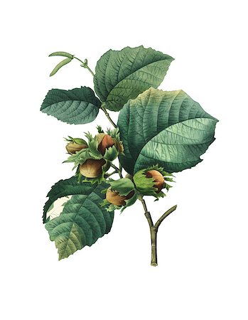 19th-century illustration of a Corylus maxima (filbert). Engraving by Pierre-Joseph Redoute. Published in Choix Des Plus Belles Fleurs, Paris (1827). Stock Photo - Budget Royalty-Free & Subscription, Code: 400-09011728