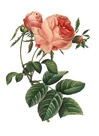 rosa centifolia - 19th-century illustration of a Rosa centifolia  or hundred leaved rose. Engraving by Pierre-Joseph Redoute. Published in Choix Des Plus Belles Fleurs, Paris (1827). Stock Photo - Budget Royalty-Free & Subscription, Code: 400-09011733
