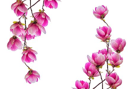 Magnolia flower blossom isolated on white background. Greeting card Photographie de stock - Aubaine LD & Abonnement, Code: 400-09028309