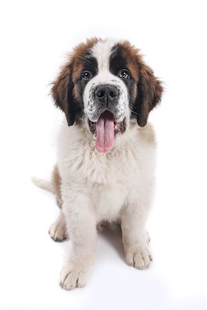 simsearch:400-06108834,k - Adorable Saint Bernard Purebred Puppy Photographie de stock - Aubaine LD & Abonnement, Code: 400-09028391