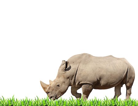 simsearch:400-04455503,k - White rhinoceros (square-lipped rhinoceros, Ceratotherium simum) and green grass. Isolated on white background Stock Photo - Budget Royalty-Free & Subscription, Code: 400-09028776