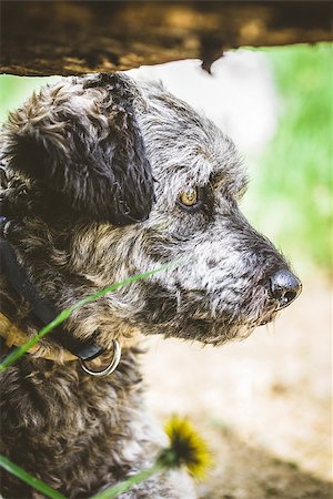 simsearch:400-05289792,k - Small dog close up. Mixed breed dog head shot. Dog in nature Stock Photo - Budget Royalty-Free & Subscription, Code: 400-09028801