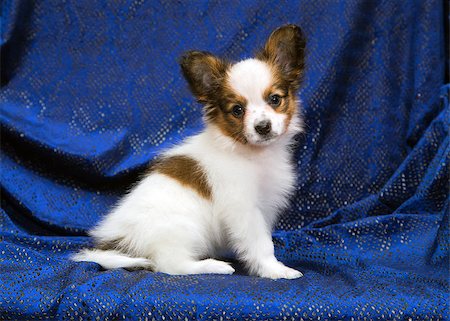 simsearch:400-08651756,k - Cute puppy of the Papillon or Continental Toy spaniel on a blue background Fotografie stock - Microstock e Abbonamento, Codice: 400-09028910
