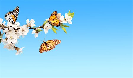 Flowers of cherry and monarch butterflies (Danaus plexippus, Nymphalidae). On blue sky background Stock Photo - Budget Royalty-Free & Subscription, Code: 400-09029028