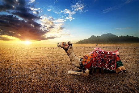 simsearch:400-09222068,k - Camel in the desert of the Sinai peninsula at sunset Stock Photo - Budget Royalty-Free & Subscription, Code: 400-09029204