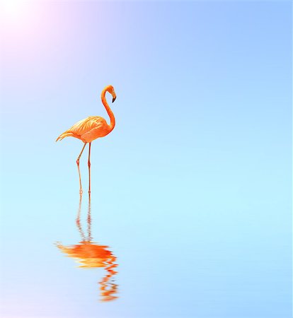 simsearch:700-00188597,k - Flamingo on blue water on sunny sky background with reflection in water. Copy space for your text Photographie de stock - Aubaine LD & Abonnement, Code: 400-09029200