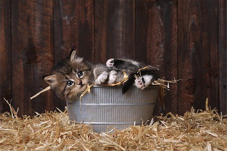 Adorable Kittens in a Barn Setting With Hay Stock Photo - Budget Royalty-Free & Subscription, Code: 400-09029354
