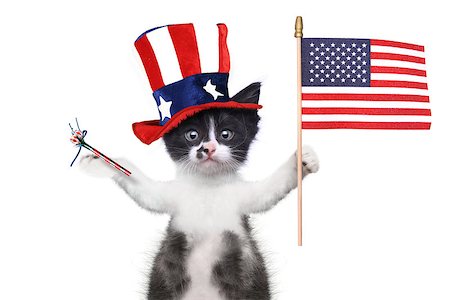 Hilarious Kitten Celebrating the American Holiday 4th of July Stock Photo - Budget Royalty-Free & Subscription, Code: 400-09029356