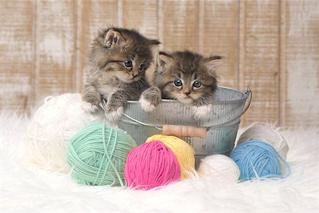 Adorable Kittens With Balls of Yarn in Studio Photographie de stock - Aubaine LD & Abonnement, Code: 400-09029359