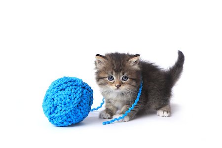 Adorable Kitten With Ball of Yarn in Studio Stock Photo - Budget Royalty-Free & Subscription, Code: 400-09029352