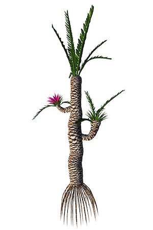 Williamsonia resembled a shrub or tree that lived in the Jurassic to the Cretaceous Periods. Stock Photo - Budget Royalty-Free & Subscription, Code: 400-09029471