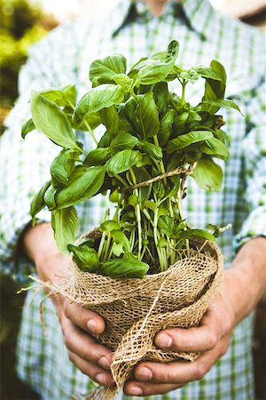 simsearch:400-08552542,k - Organic vegetables. Farmers hands with herbs. Fresh organic  herbs. Stock Photo - Budget Royalty-Free & Subscription, Code: 400-09029509