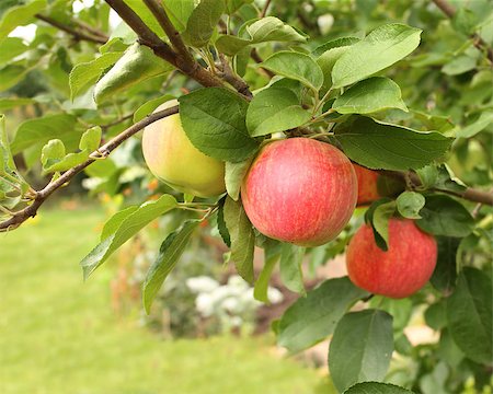 simsearch:400-07513164,k - Ripe red apples and green leaves on apple-tree. Summer time Stock Photo - Budget Royalty-Free & Subscription, Code: 400-09029528