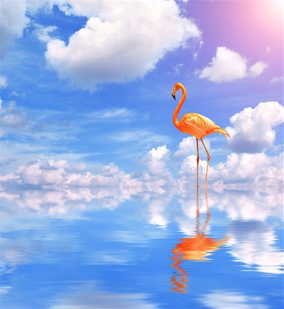 simsearch:400-04519315,k - Flamingo on blue water on sunny sky background with reflection in water and clouds Fotografie stock - Microstock e Abbonamento, Codice: 400-09029529