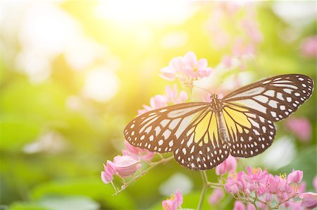simsearch:400-04330574,k - Close up butterfly. Parantica aspasia (Yellow Glassy Tiger) feeding on flower. Foto de stock - Super Valor sin royalties y Suscripción, Código: 400-09029708