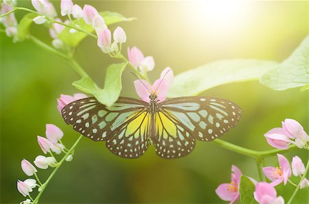 simsearch:400-04330574,k - Close up butterfly feeding on flower. Parantica aspasia (Yellow Glassy Tiger). Foto de stock - Super Valor sin royalties y Suscripción, Código: 400-09029710