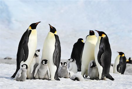 simsearch:400-04287384,k - To the heart of nature travel to Antarctica. Foto de stock - Royalty-Free Super Valor e Assinatura, Número: 400-09029778