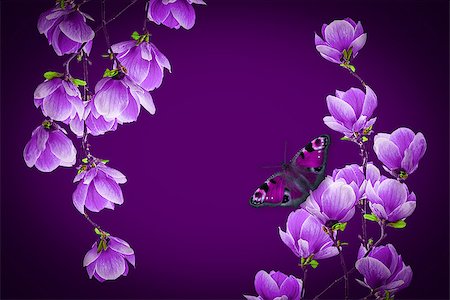 Magnolia flower blossom and butterfly on purple background. Greeting card Photographie de stock - Aubaine LD & Abonnement, Code: 400-09029851