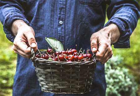 simsearch:400-08552542,k - Organic fruit. Farmers hands with freshly harvested fruit. Fresh organic cherries. Stock Photo - Budget Royalty-Free & Subscription, Code: 400-09029970