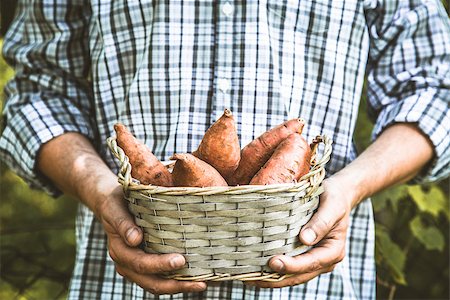 simsearch:400-08552542,k - Organic vegetables. Farmers hands with freshly harvested vegetables. Fresh organic sweet potatoes. Stock Photo - Budget Royalty-Free & Subscription, Code: 400-09029971