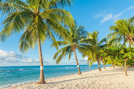 Palms on the white beach and a turquoise sea on a Caribbean island of Barbados Stock Photo - Budget Royalty-Free & Subscription, Code: 400-09029983
