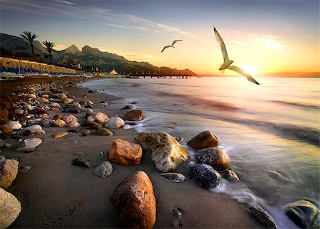 stones sand horizon - Seagulls flying over beach in Mediterranean sea at sunset, Turkey Stock Photo - Budget Royalty-Free & Subscription, Code: 400-09030107