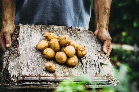 simsearch:400-08552542,k - Organic vegetables. Farmers hands with freshly harvested vegetables. Fresh bio potatoes Stock Photo - Budget Royalty-Free & Subscription, Code: 400-09030377