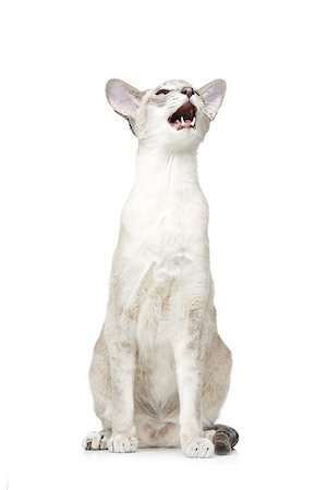 simsearch:400-06333961,k - Beautiful oriental siam cat isolated on white background. Copy space. Foto de stock - Super Valor sin royalties y Suscripción, Código: 400-09030774