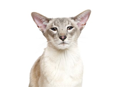 simsearch:649-07065153,k - Beautiful oriental siam cat isolated on white background. Copy space. Photographie de stock - Aubaine LD & Abonnement, Code: 400-09030776