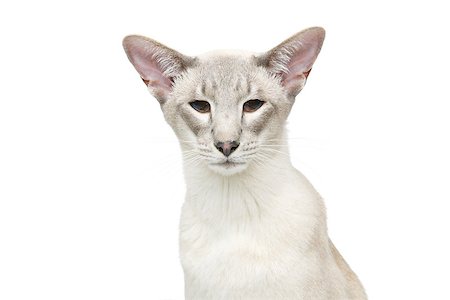 simsearch:649-07065153,k - Beautiful oriental siam cat isolated on white background. Copy space. Photographie de stock - Aubaine LD & Abonnement, Code: 400-09030780