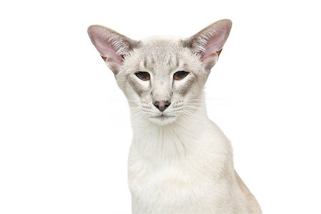 simsearch:400-09080304,k - Beautiful oriental siam cat isolated on white background. Copy space. Photographie de stock - Aubaine LD & Abonnement, Code: 400-09030780