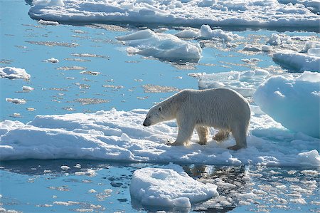 simsearch:400-04237135,k - Big polar bear on drift ice edge with snow a water in Arctic North Pole Photographie de stock - Aubaine LD & Abonnement, Code: 400-09031840