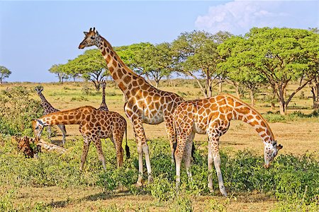 A small herd of giraffes feeding in natural habitat, Murchison Falls National Park, Uganda, Africa. Stock Photo - Budget Royalty-Free & Subscription, Code: 400-09031978