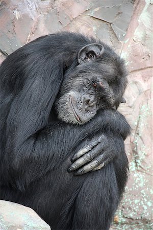 Portrait of a sad chimpanzee. Close-up photo Stock Photo - Budget Royalty-Free & Subscription, Code: 400-09032648