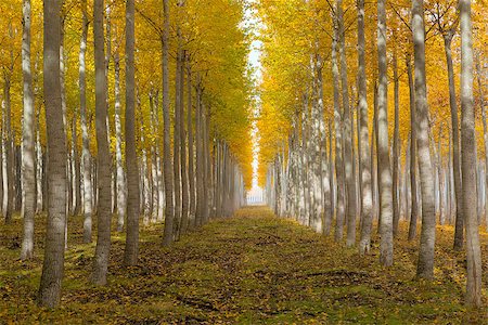 davidgn (artist) - Poplar tree farm at Boardman Northeastern Oregon during fall season morning Photographie de stock - Aubaine LD & Abonnement, Code: 400-09032664
