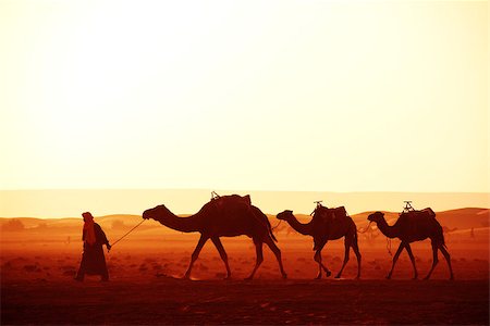 simsearch:400-05108653,k - Caravan of camels in Sahara desert, Morocco. Driver-berber with three camels dromedary on sunrise sky background Stock Photo - Budget Royalty-Free & Subscription, Code: 400-09032768