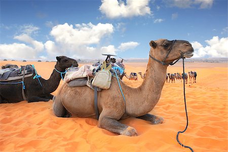 simsearch:400-05108653,k - Camels in Sahara desert, Morocco. Two camels dromedary resting lying on the sand. On blue sky background Stock Photo - Budget Royalty-Free & Subscription, Code: 400-09032769