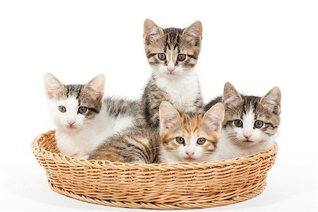 simsearch:400-04745326,k - Studio shot of four young kittens lying in the basket Stock Photo - Budget Royalty-Free & Subscription, Code: 400-09045596