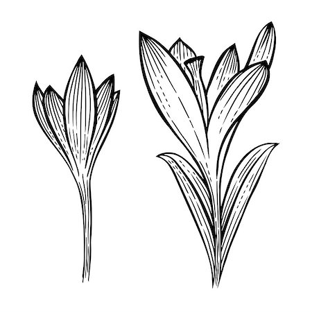 frescomovie (artist) - Set of summer flowers crocus, sketch vector illustration isolated on white background. Stock Photo - Budget Royalty-Free & Subscription, Code: 400-09045599