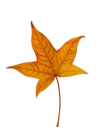 Yellow leaf of American sweetgum on a white background Fotografie stock - Microstock e Abbonamento, Codice: 400-09045771