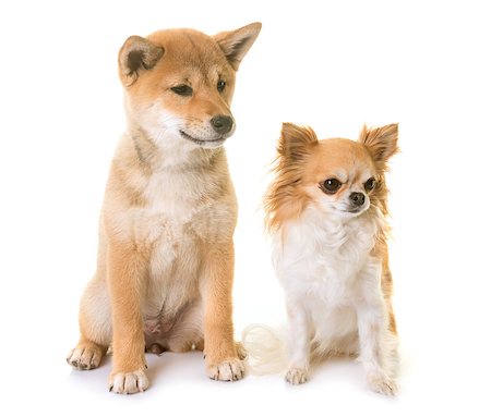 simsearch:400-09140902,k - puppy shiba inu and chihuahua in front of white background Photographie de stock - Aubaine LD & Abonnement, Code: 400-09045852